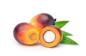 Hình ảnh quả cọ